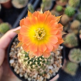 Cake Cactus Farm กระบองเพชร Echinopsis  Fire dance  อิชินอป ระบำเพลิง ดอกพลิ้ว สีทูโทนส้มเหลือง