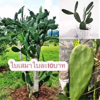 ใบเสมา ใบใหญ่ หนา 10 บาท (ซื้อขั้นต่ำ5ใบขึ้นไป)