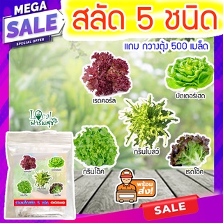 🌱 ผักสลัด แถมผักกวางตุ้ง 🍀 เมล็ดสลัด 5 ชนิด เมล็ดผักสลัด เมล็ดพันธุ์ผักสลัด ไฮโดรโปนิกส์ รวม 250 เมล็ด ปลูกผักไร้สาร