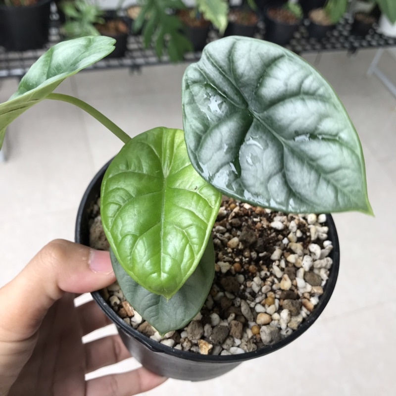 Alocasia silver dragon อโลคาเซีย ซิลเวอร์ดราก้อน