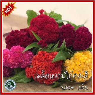 200+ เมล็ด หงอนไก่คละสี - Mixed Cockscomb หงอนไก่ เมล็ดหงอนไก่ เมล็ดพันธุ์หงอนไก่