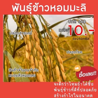 พันธ์ุข้าวหอมมะลิสุรินทร์