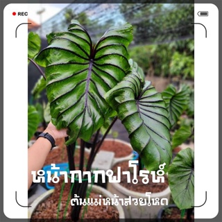 Colocasia Pharaohs mask บอนหน้ากากฟาโรห์