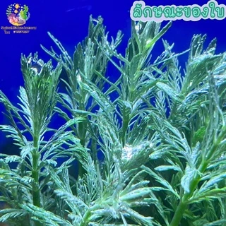 สาหร่ายฉัตร พร้อมกระถาง (myriophyllum verticillatum)🌱💦
