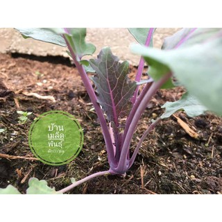 เมล็ดพันธุ์ผัก กะหล่ำปมสีม่วง (โคห์ลราบี้) (Purple Kohlrabi)