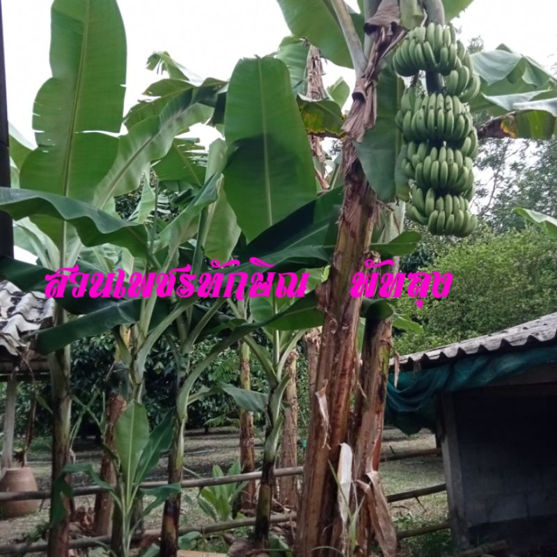 กล้วยหอมเขียวคาเวนดิช  เป็นที่ส่งออกราคาดีที่สุด  สวนทางกับกล้วยชนิดอื่นๆ ชนิดหน้ามือเป็น ((รสชาดเป็นเลิศ))(ชุด 2 หน่อ)
