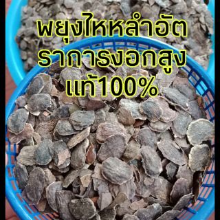 (พร้อมส่ง)เมล็ดพยุงไหหลำ พะยูงไหหลำแท้ อัตราการงอกสูง