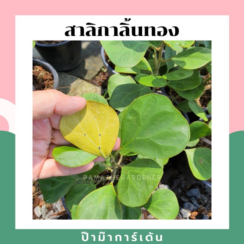 มุมมอง 2