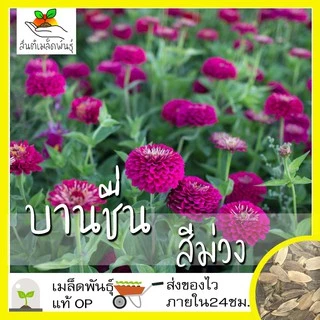 เมล็ดพันธุ์ ชุดดอกบานชื่น ปลูกง่าย ทนร้อน โตไว พร้อมส่ง บานชื่นคละสี/สีขาว/พรมเปอร์เซียร์/สีเหลือง/สีม่วง/ลิลลิพุท/สีส้ม