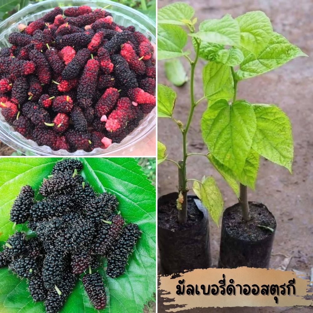 (2ต้น) มัลเบอรี่ ใครยังไม่ได้ปลูก มาซื้อได้ครับ