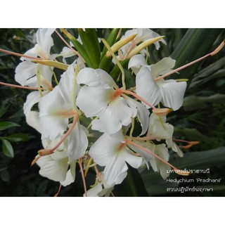 มหาหงส์Hedychium Pradhanii