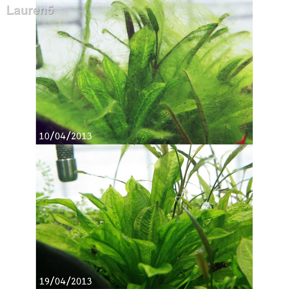 🔥ลด 50% ทั้งไซต์🔥▧สารกำจัดตะไคร่ คาร์บอนน้ำ Aquamania Algae Clean