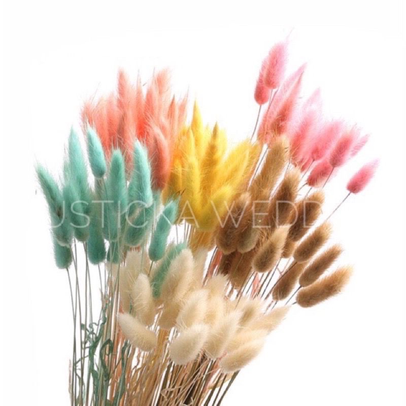 REAL FLOWERS DRIES FLOWER RABBIT TAILS CAT TAIL BUNNY TAILS BOUQUET PRESERVED