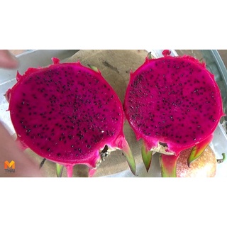 10 เมล็ด เมล็ดแก้วมังกร (Pitaya) Dragon fruit พันธุ์ไต้หวัน