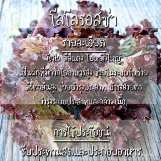 เมล็ดอวบอ้วน100%เมล็ดพันธุ์ ผักสลัด โลโลรอสซ่า 500 เมล็ด Lollo Rossa Lettuce Seed เมล็ดพันธุ์แท้ นำเข้าจากต่างประเทศ ปลู