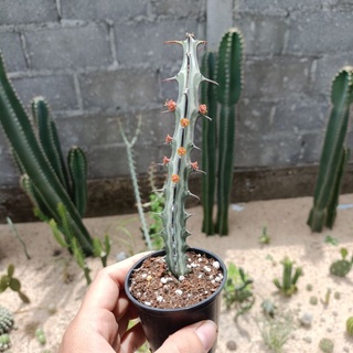 ยูโฟเบีย คนุติไอ euphorbia knuthii กระถาง 2.5 นิ้ว