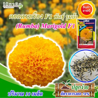 เมล็ดดาวเรือง 10 เมล็ดพันธ์ลูกผสมชื่อรุมบ้า Marigold seedsปลูกง่าย เมล็ดคุณภาพ ปลูกง่าย ขึ้นดี ดอกใหญ่