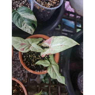 Syngonium pink salmon 🐟🐟🥰🥰