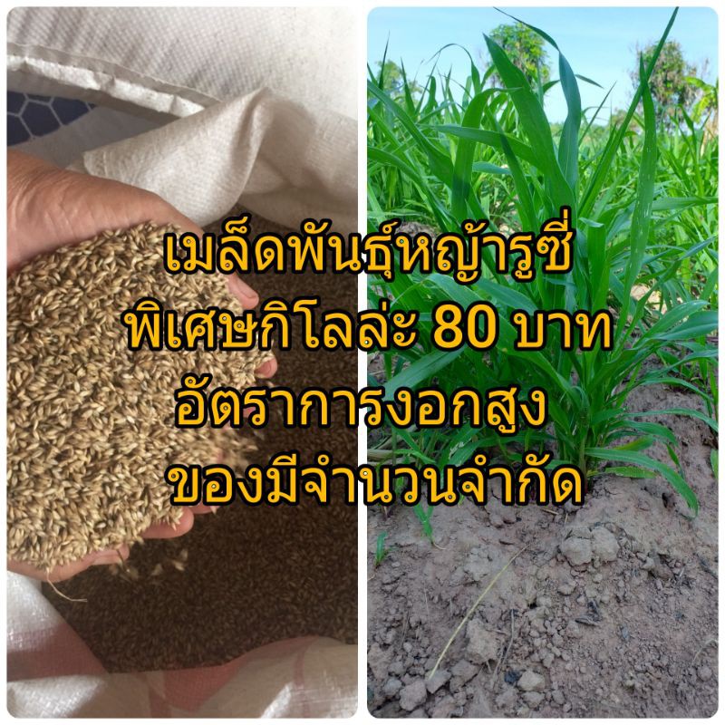 เมล็ดพันธุ์หญ้ารูซี่ 1 กิโล 80 บาท ราคาพิเศษ อัตราการงอกสูง ทนแล้ง ทนต่อการเหยียบย่ำ โปรตีนสูง