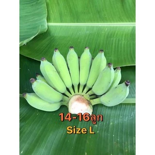 กล้วยน้ำว้า ปลอดสาร เมืองเพชร (ตัดสด พร้อมส่ง ตามออเดอร์) 🍌เริ่มต้น หวีละ 35บ.