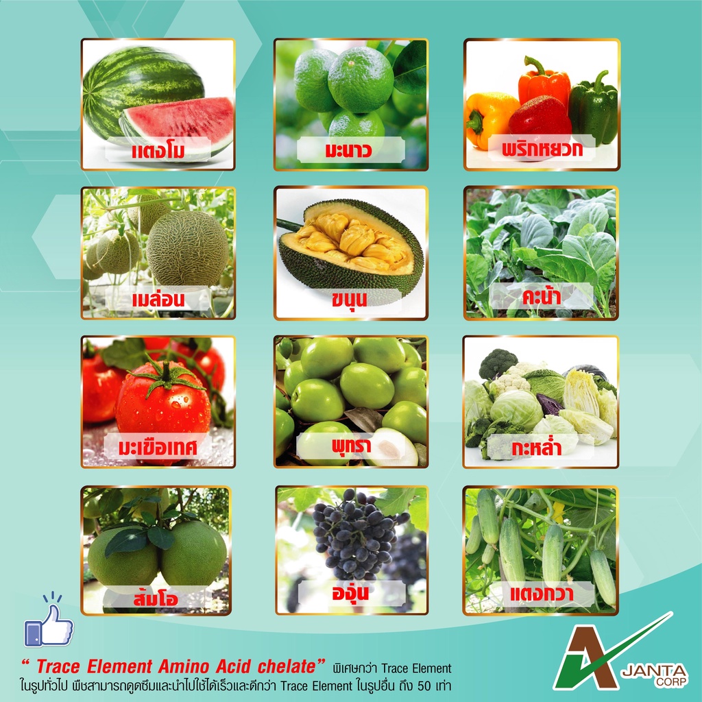 อินเด็กซ์ น้ำตาลทางด่วน เอเจนต้า คอร์ป สะสมอาหาร ฟื้นต้นโทรม พืชใช้ได้ทันที - รูปที่ 3