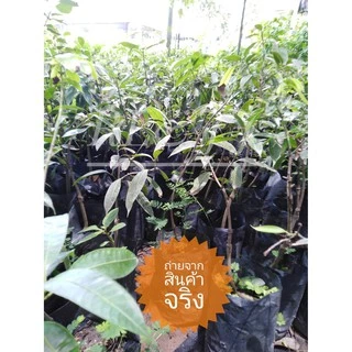 2 ต้น*ต้นมะยงชิดทูลเกล้า ให้ผลใหญ่เท่าไข่ไก่กรอบ มีสินค้าพร้อมส่ง