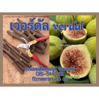 กิ่งสดมะเดื่อฝรั่งเวอร์ดัล ชุด 5 กิ่ง/verdal fig cuttings set 5 pcs.