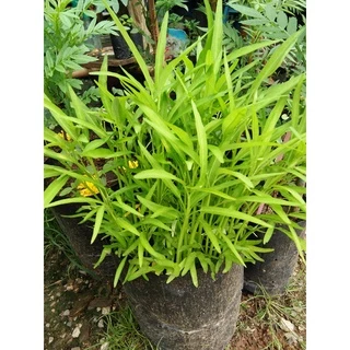 เมล็ดพันธุ์ ผักบุ้งจีน ผักสวนครัว 20 กรัม [10 แถม 1 คละได้]