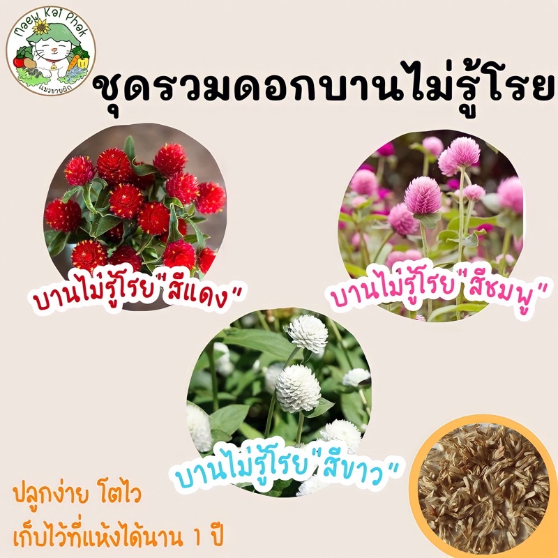 เมล็ดพันธุ์ ชุด ดอกบานไม่รู้โรย ดอกไม้ ปลูกง่าย  บานไม่รู้โรยสีแดง/บานไม่รู้โรยสีชมพู/บานไม่รู้โรยสี