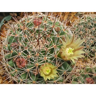 เมล็ด MAMMILLARIA brandegeei Gabbii เมล็ดแคคตัส เมล็ดกระบองเพชร เมล็ดพันธุ์ แคคตัส Cactus seed