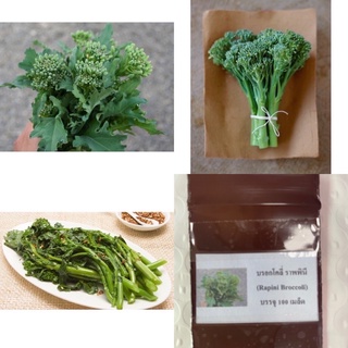 เมล็ดพันธุ์ บรอกโคลี่ ราพพินี (Rapini Broccoli) มีให้เลือก 2 ขนาดค่ะ