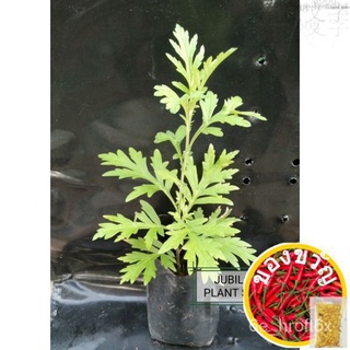 Anak Pokok Herba Jeramin / Jeremin  Mugwort Plant / Wormwood Plant  กลุ้ม / Ai Ye通心菜/鲜花/裙子/帽子/手链/上衣/生菜/儿童/苹果/文胸/ WYJY