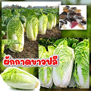 เมล็ดผักกาดขาวปลี พันธุ์เบาปลูกง่ายโตเร็ว