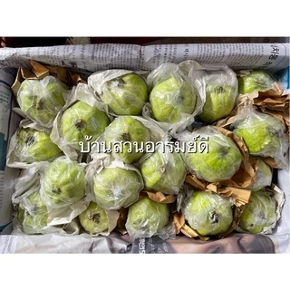 ฝรั่งกิมจู เกรด A/B 1 kg (ส่งไว) มีใบรับรองมาตรฐาน สด สะอาด หวาน กรอบ อร่อย ตัดสดใหม่จากสวนทุกวัน