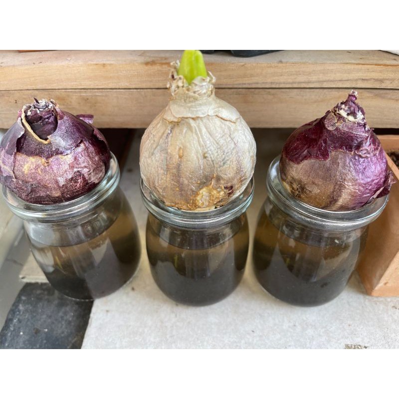 แก้วปลูกไม้น้ำทุกชนิด แก้วปลูกไฮยาซิน แก้วมีความหนาพิเศษแก้วใสมาก ขนาด ก.5.5*ส.7.3 ซม. 1 ใบ - รูปที่ 7