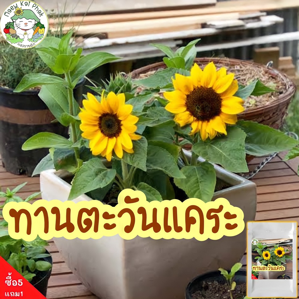 เมล็ดพันธุ์ ทานตะวันแคระ 10 เมล็ด Big Smile Sunflower Seed เมล็ดพันธุ์แท้ นำเข้าจากต่างประเทศ ปลูกง่าย โตไว ขายดี ถูก