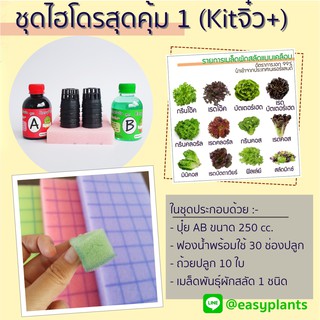 ชุดปลูกผัก สลัด ไฮโดรโปนิกส์ DIY สุดคุ้ม (Kit จิ๋ว Plus)