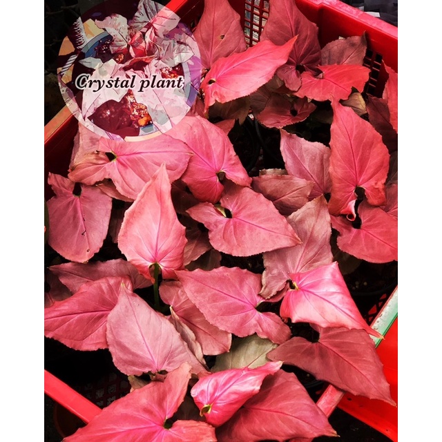 sygoniumออมชมพูญี่ปุ่น pinkperfection