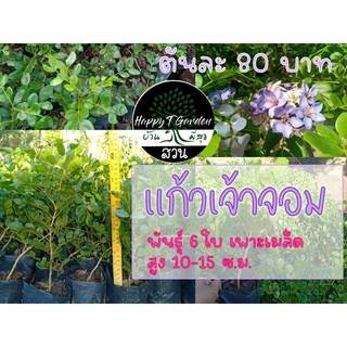 🌱แก้วเจ้าจอมพันธุ์ 6 ใบ ต้นละ 80 บาท(เพาะเมล็ด)🍃 สูง 10-15 cm.