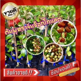 💥ขายดีอันดับ1💥ต้นพุทราจีน ช็อกโกแลต (1 ต้น/แพ็ค)ออกลูกดกตลอดทั้งปี ต้นพันธุ์แข็งแรงพร้อมปลูก ขนาดลำต้นสูง 60-80ซ.ม.
