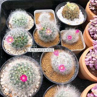 แมมขนแมว mammillaria Bocasana 🐱💛 ต้นใหญ่ ขนาด 3-5 cm