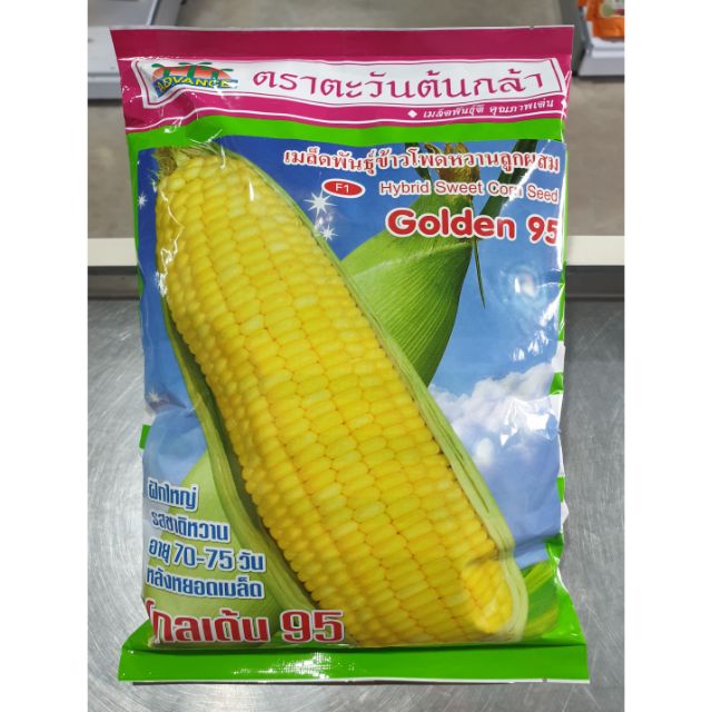 ข้าวโพดหวาน โกลเด้นสวีท95 1กก. ตะวันต้นกล้า