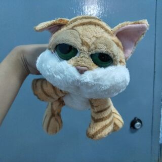 น้องแมวตาโตน่ารักมาก