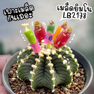 เมล็ดแคคตัส 🌵ยิมโน LB2178 แท้🌵11-13 พู แคคตัส/กระบองเพชร