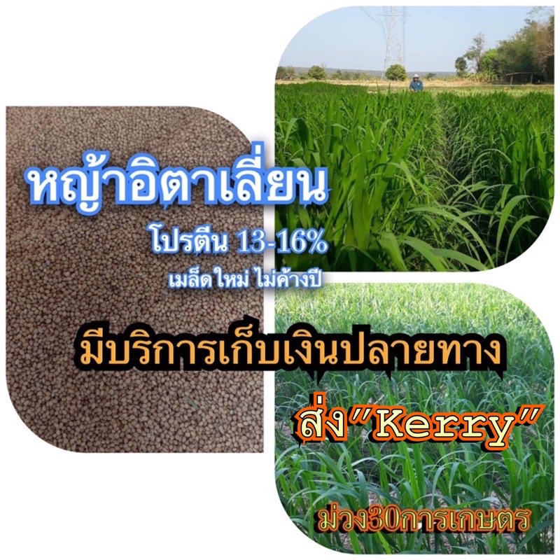 หญ้าอิตาเลี่ยน 1 กิโลกรัม #พร้อมปลูก(รับประกันการงอก) หญ้าเลี้ยงสัตว์ พันธ์ุหญ้า หญ้าเลี้ยงวัว
