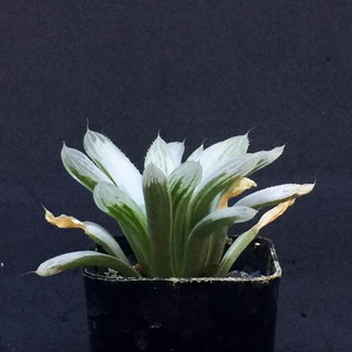 Haworthia Silver Swirl