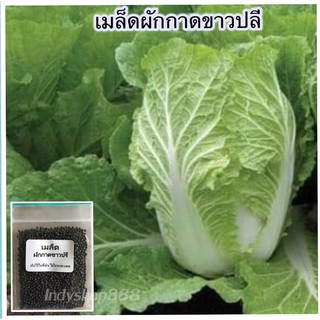 เมล็ดพันธุ์ผักกาดขาวปลี 300-500 เมล็ด (10 เเถม 1 คละได้)