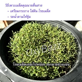 เมล็ดพันธุ์ดอกคุณนายตื่นสาย คละสี 2,000เมล็ด แพรเซี่ยงไฮ้ สาวเชียงใหม่ เมล็ดดอกคุณนายตื่นสายคละสี