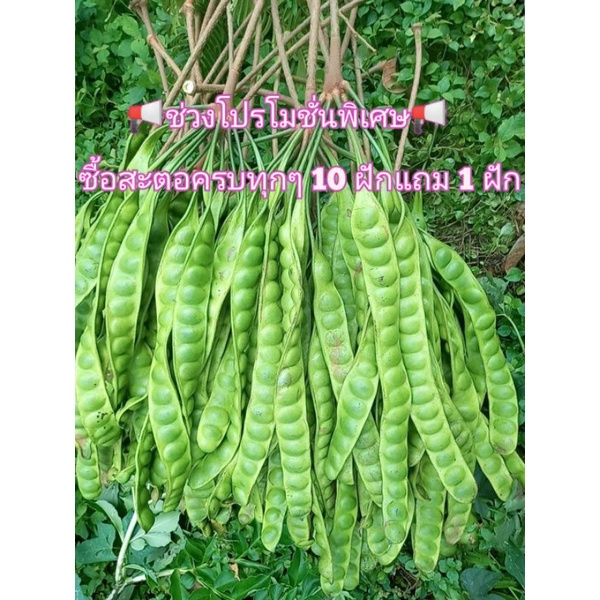 พร้อม​ส่ง​,สะตอ นอกฤดู​กาล​​ ราคาถูกๆ คัดฝักสวยๆ สะตอสดใหม่