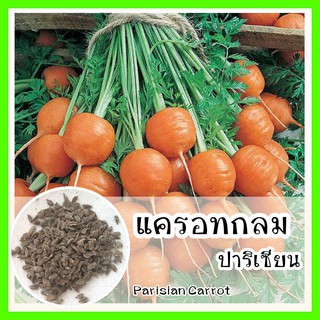 พร้อมส่ง ❗ รหัส 102 เมล็ดพันธุ์ OP แท้   แครอทกลม ปาริเซียน - Parisian Carrot เมล็ดแครอท เมล็ดพันธุ์พืช ปลูกผัก